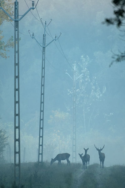Áramvezeték az erdőben