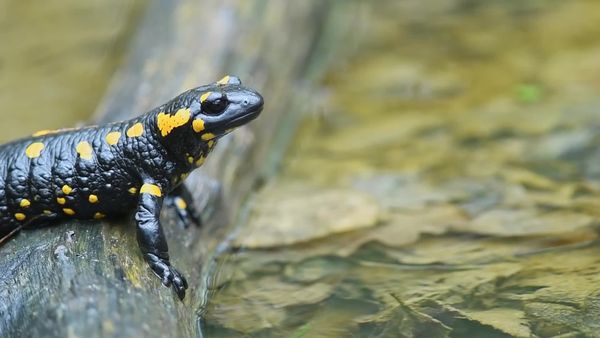 A szalamandra és az ugróvillás