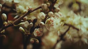 Tavasz a méhesben Tavasz a méhesben