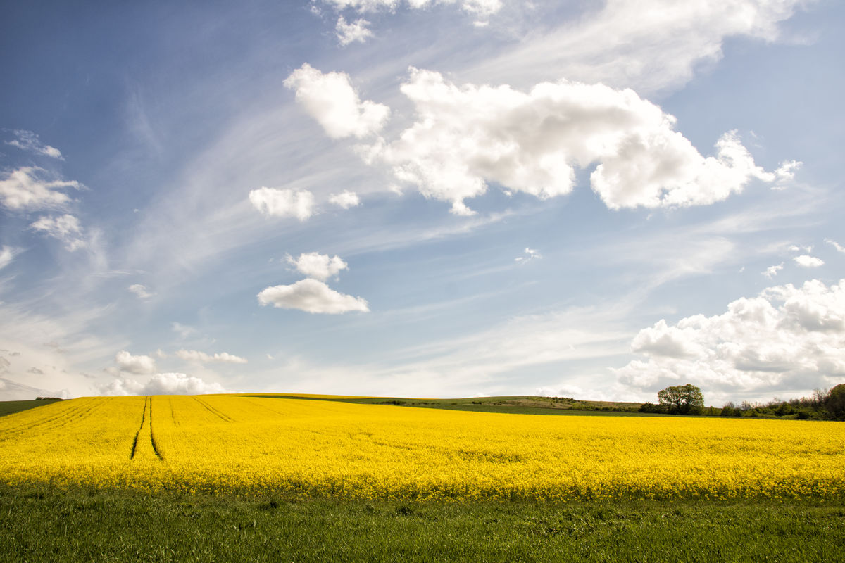 Kovács-Udvari Judit