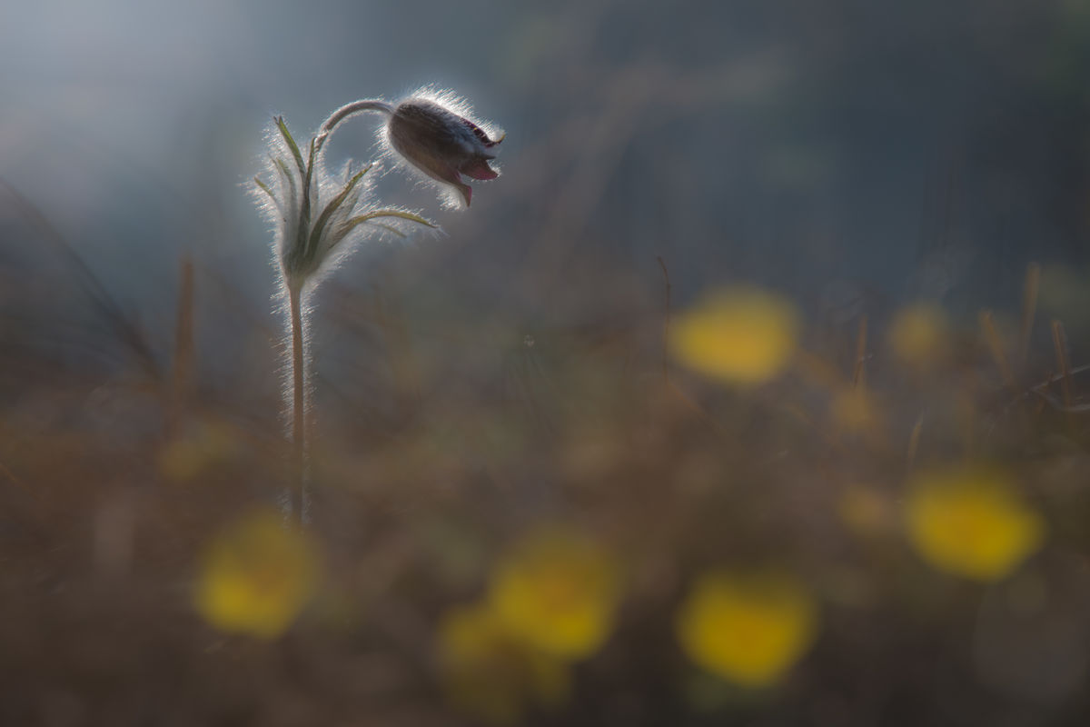 Szakolczai Krisztina