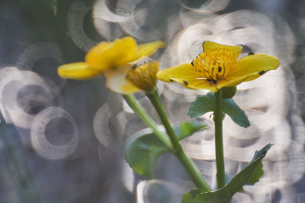 Mocsári gólyahír és lakói