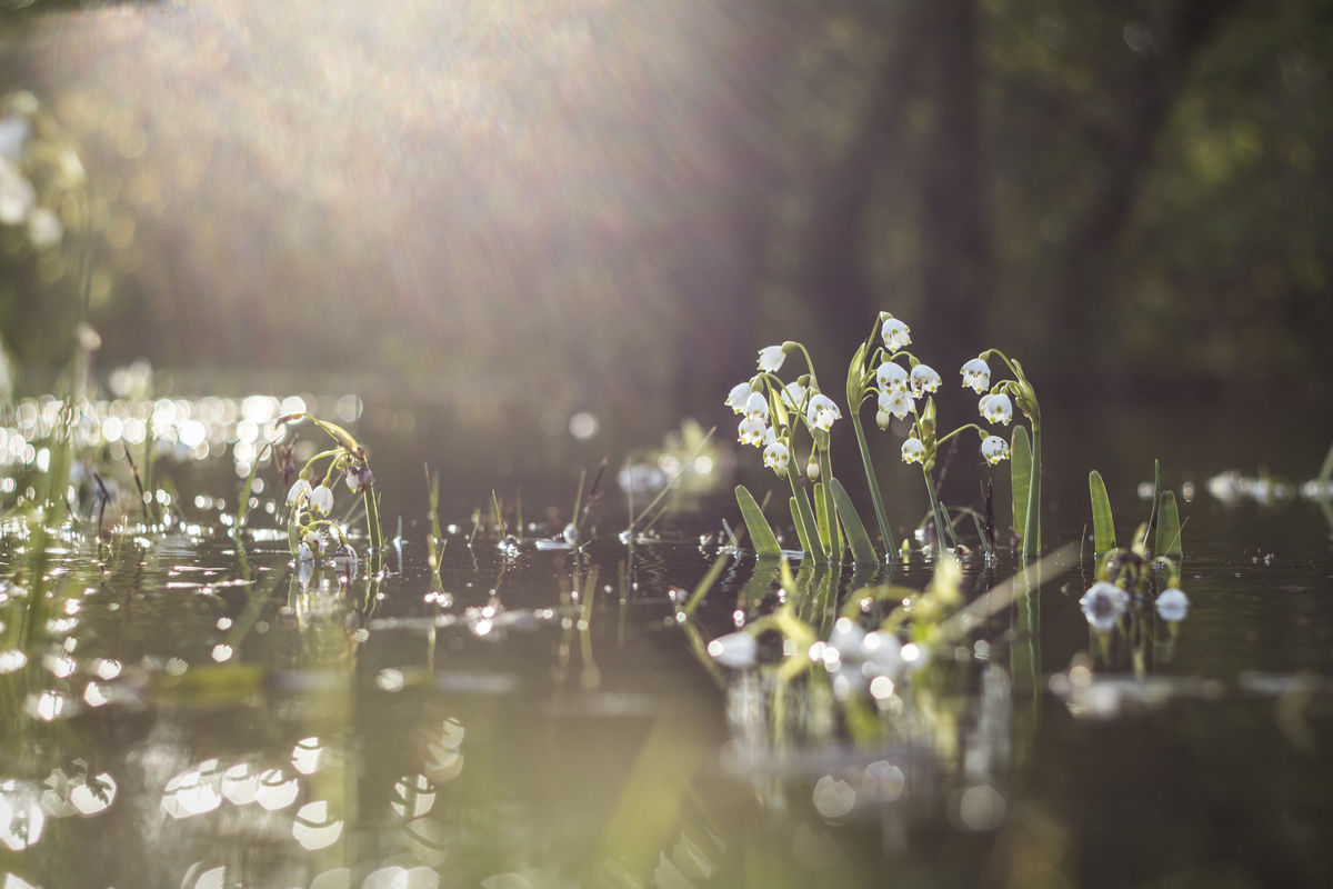 Kovács-Udvari Judit