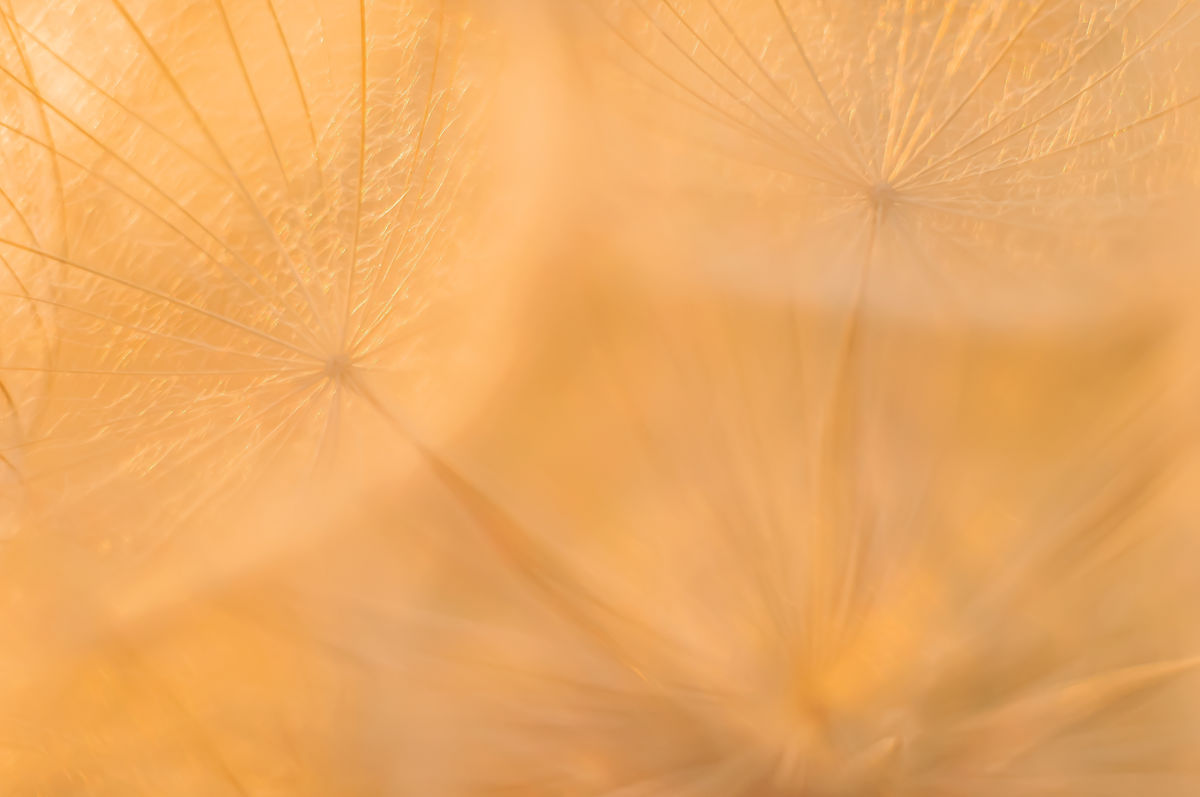 Gaál Zoltán Péter