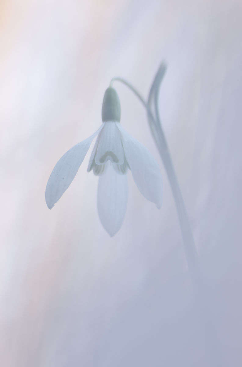 Gyenti-Kálvin Kinga