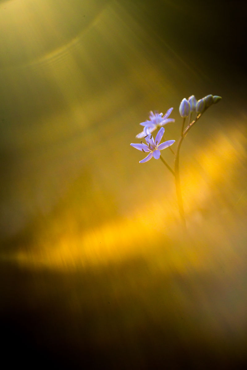 Koncz-Bisztricz Tamás