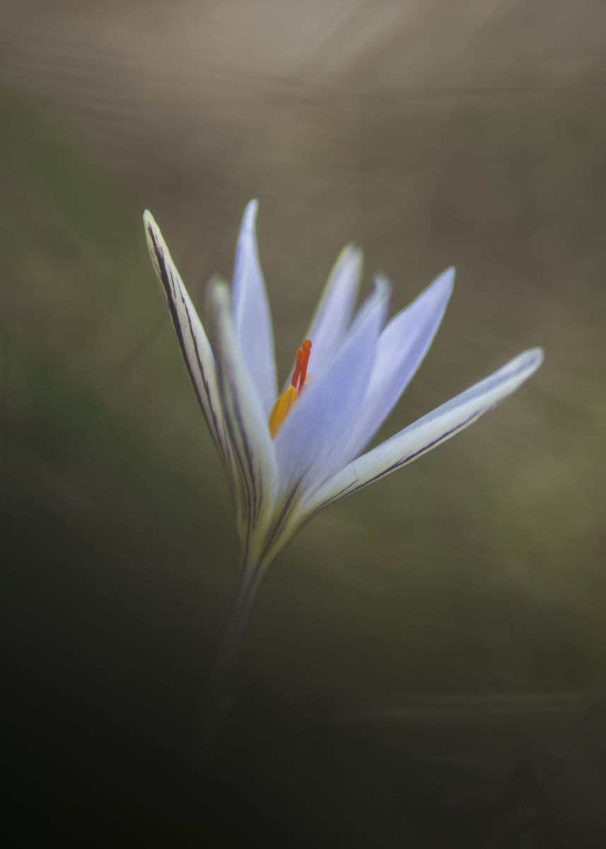 Szentkirályi Ádám