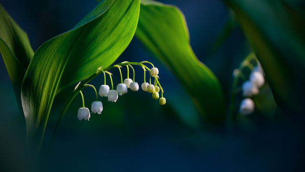 Az erdő féltett gyöngyei