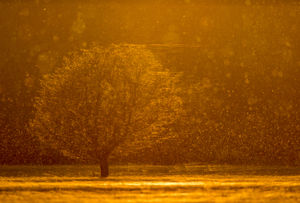 Aranyfonalak Aranyfonalak