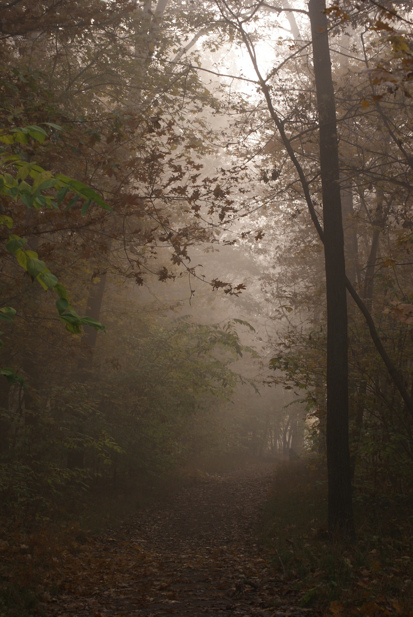 Laczkó-Magyar György