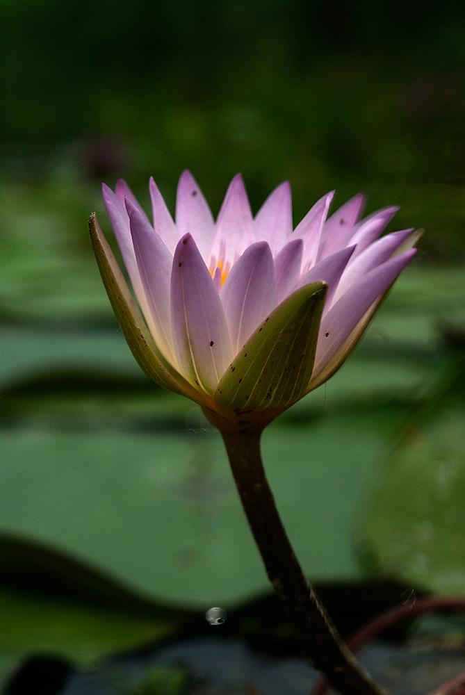 Násfayné Kőházi Mária