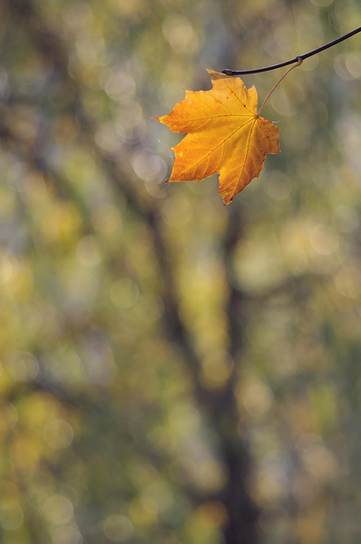 Impresszionista ősz