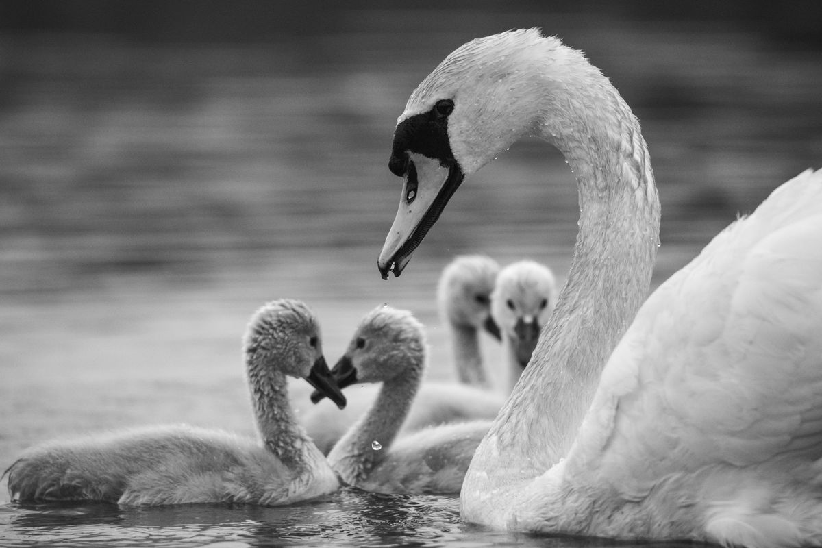 Gémné Kovács Anita