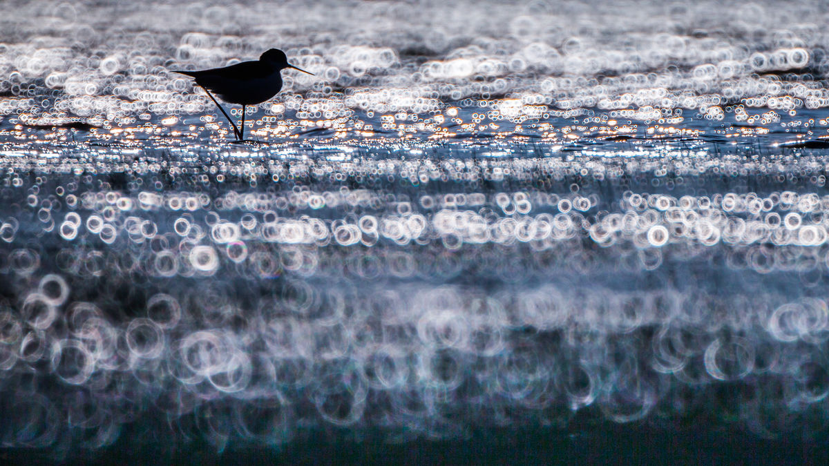 Koncz-Bisztricz Tamás