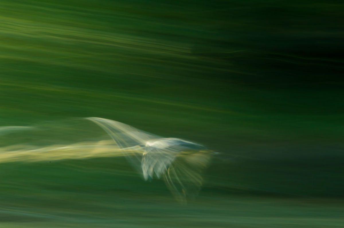 Benke Péter Valentin