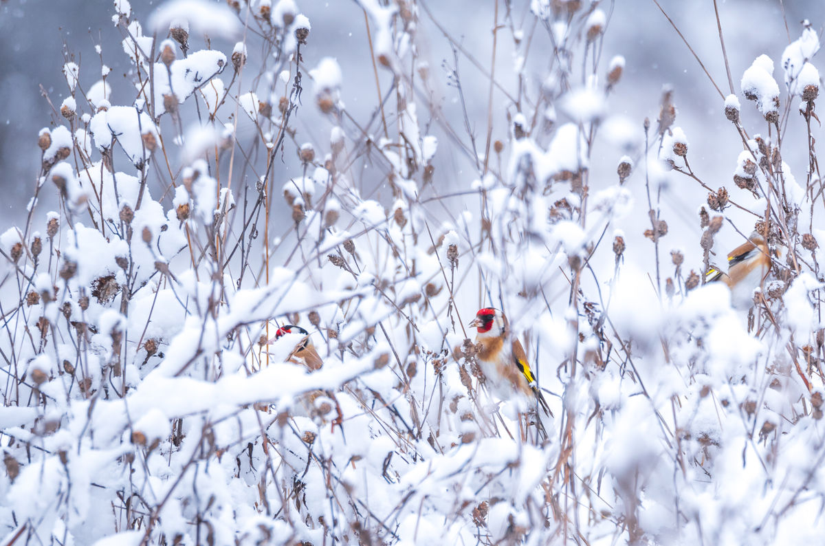 Benke Péter Valentin