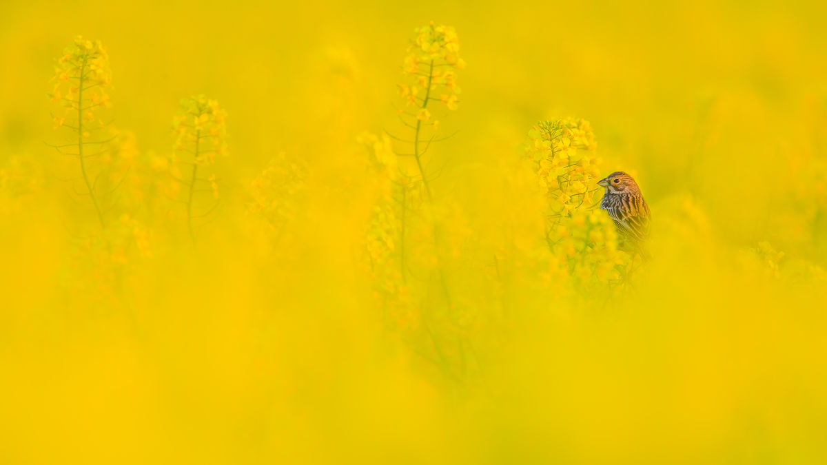 Koncz-Bisztricz Tamás