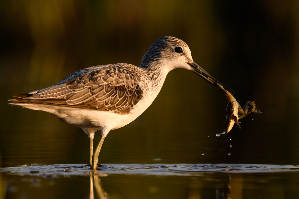 Szakolczai Krisztina