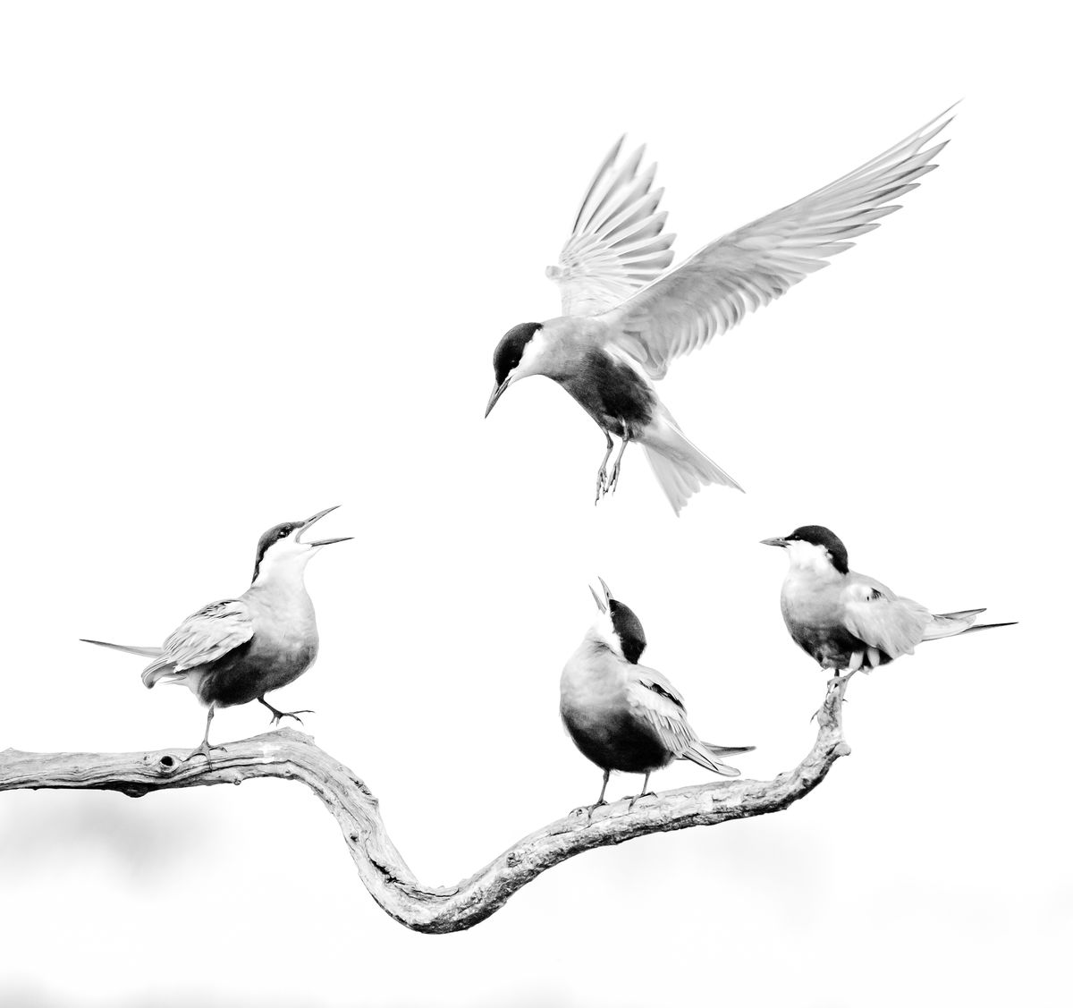 Gyenti-Kálvin Kinga