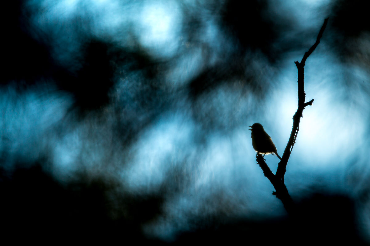 Koncz-Bisztricz Tamás