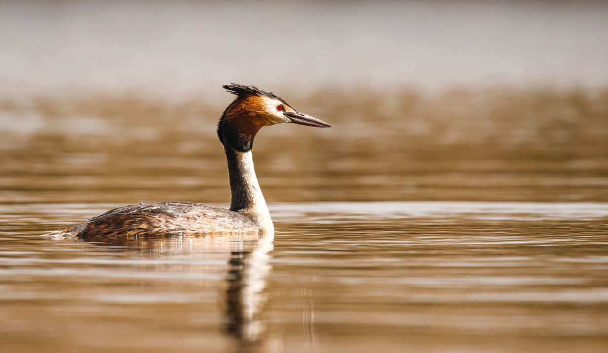 Gyenti-Kálvin Kinga
