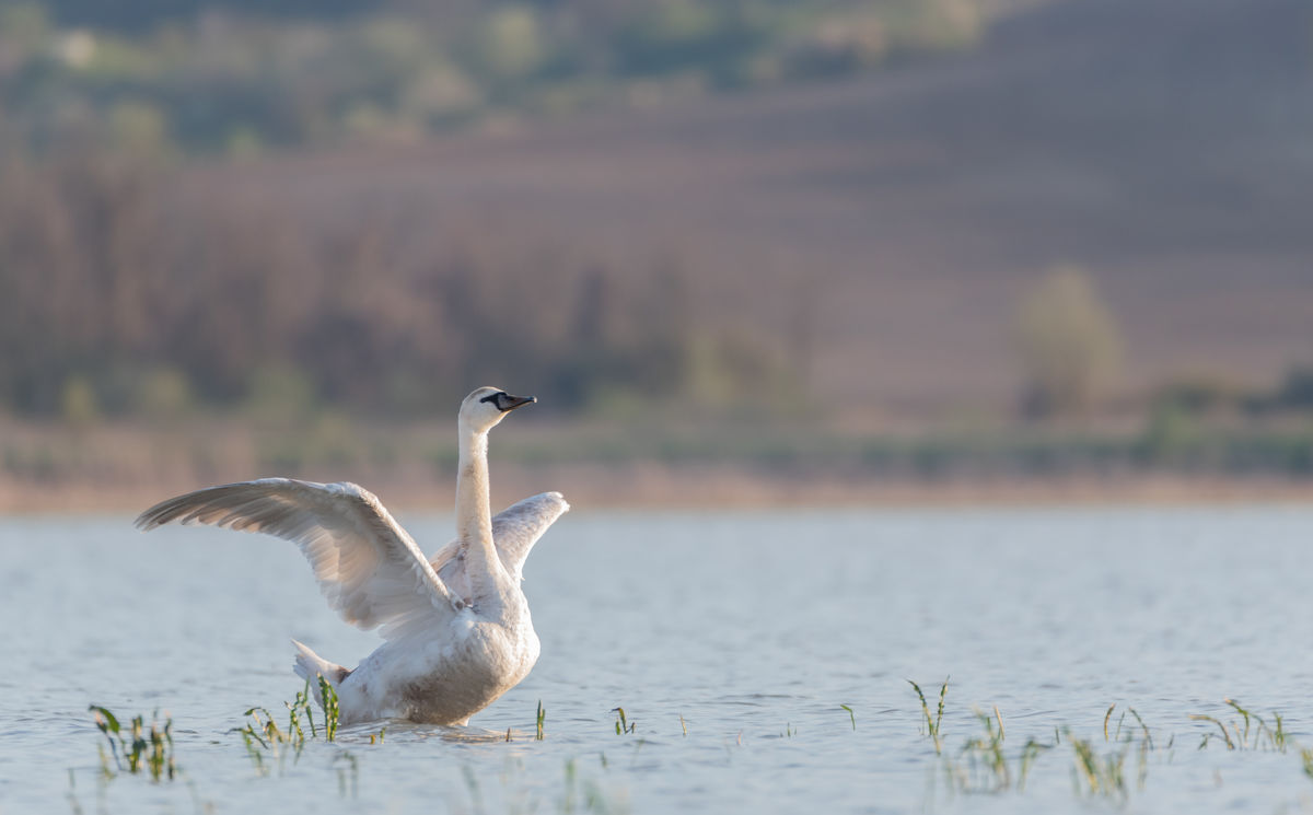 Benke Péter Valentin