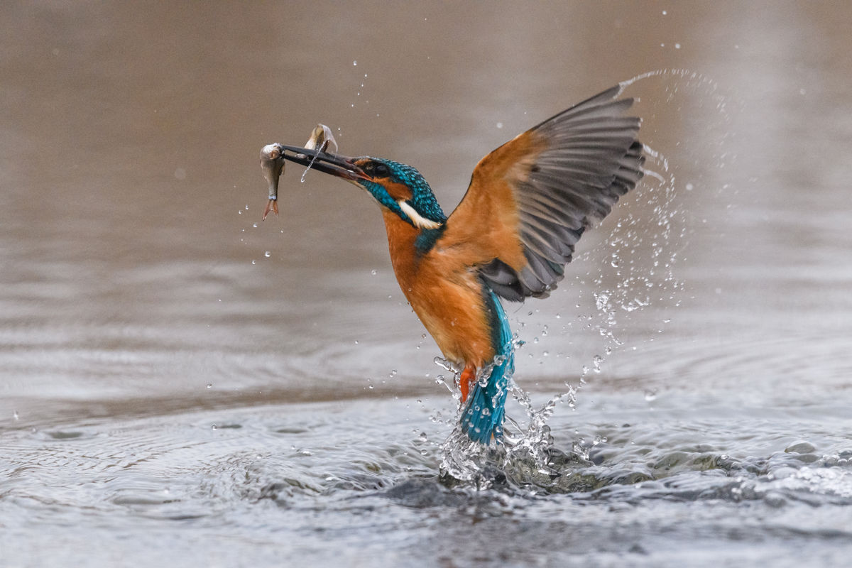 Szakolczai Krisztina