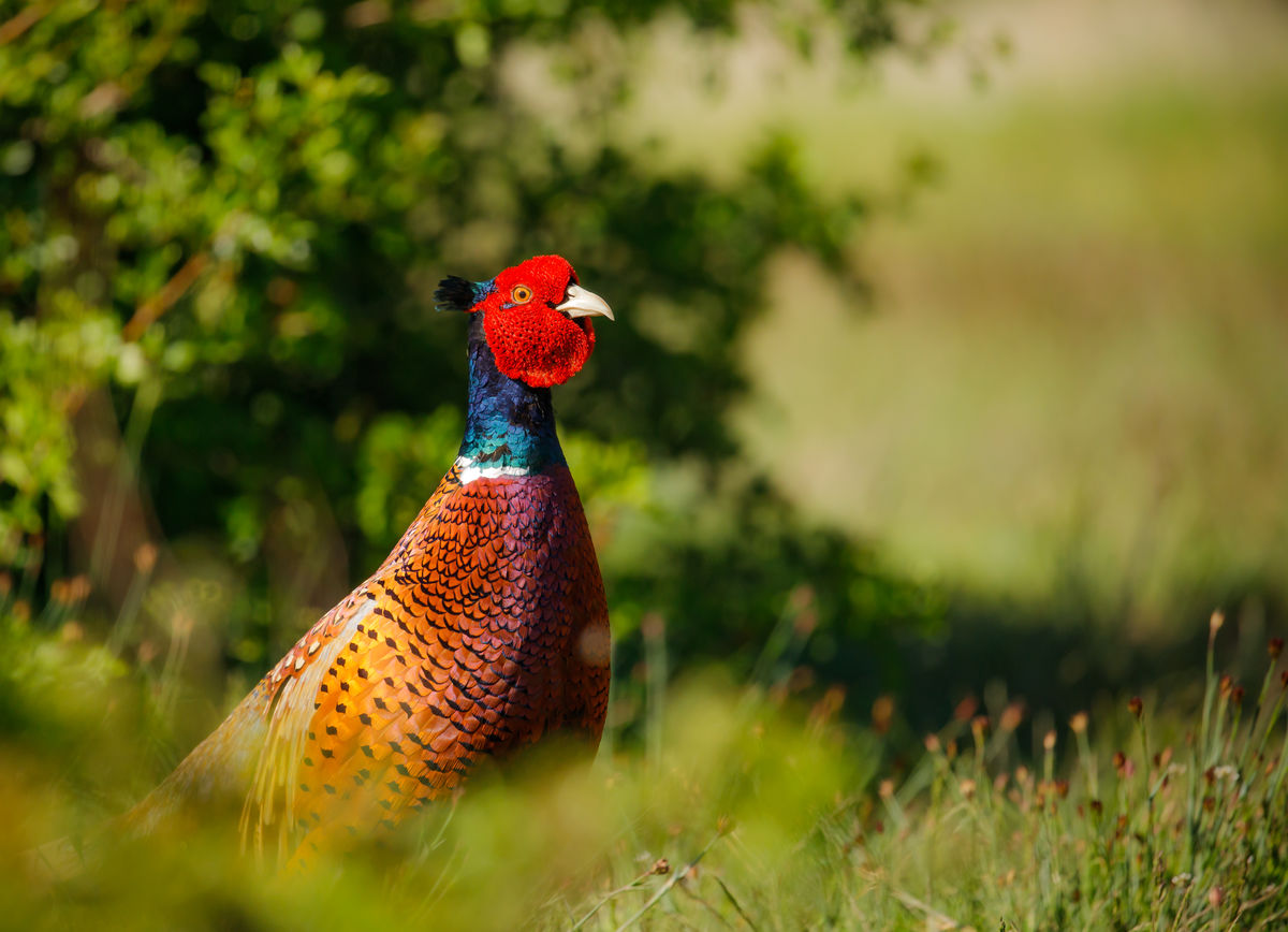 Gyenti-Kálvin Kinga