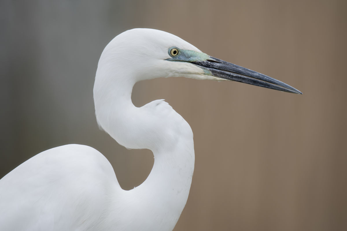 Szentkirályi Ádám