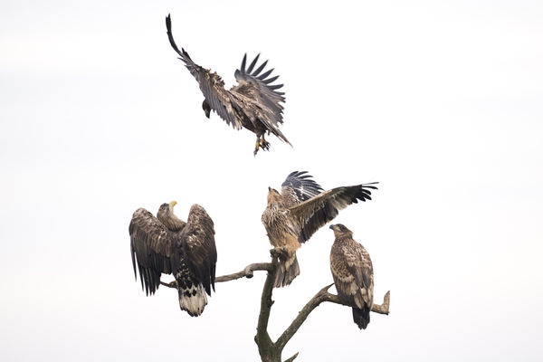 Hely nem maradhat parlagon