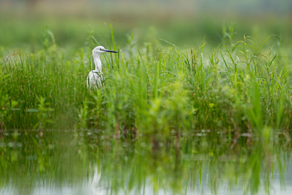 Pihenő a zsombékosban