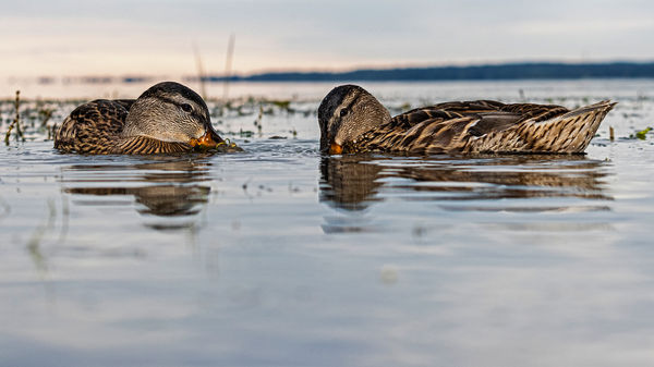 Reggeli szürcsögés