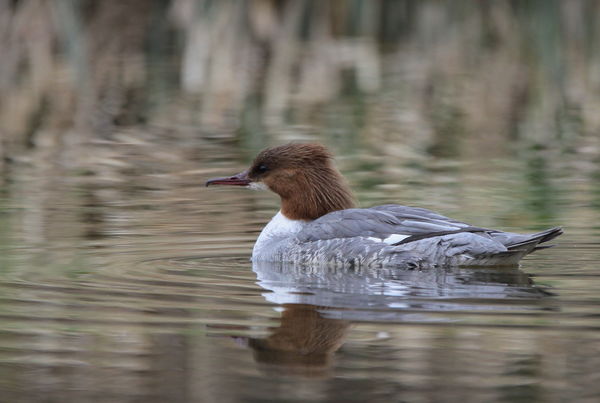 A szürke árnyalatai