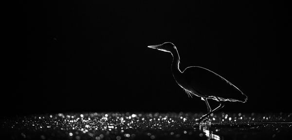 Szürke feketén-fehéren