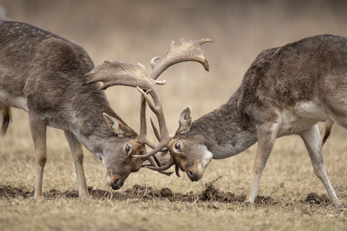 Szentkirályi Ádám