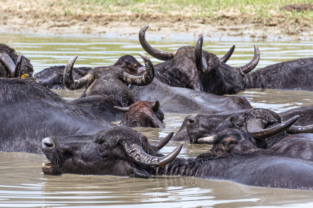 Gaál Zoltán Péter