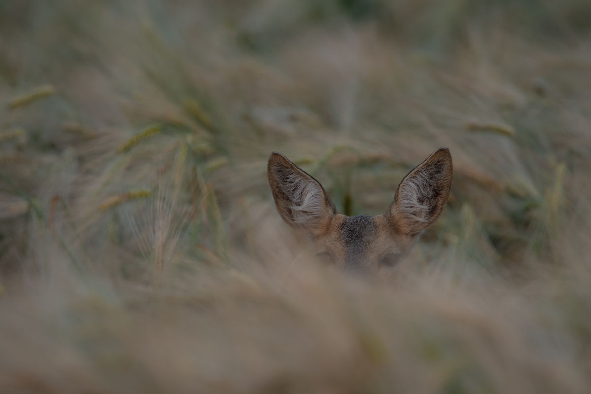 Gémné Kovács Anita
