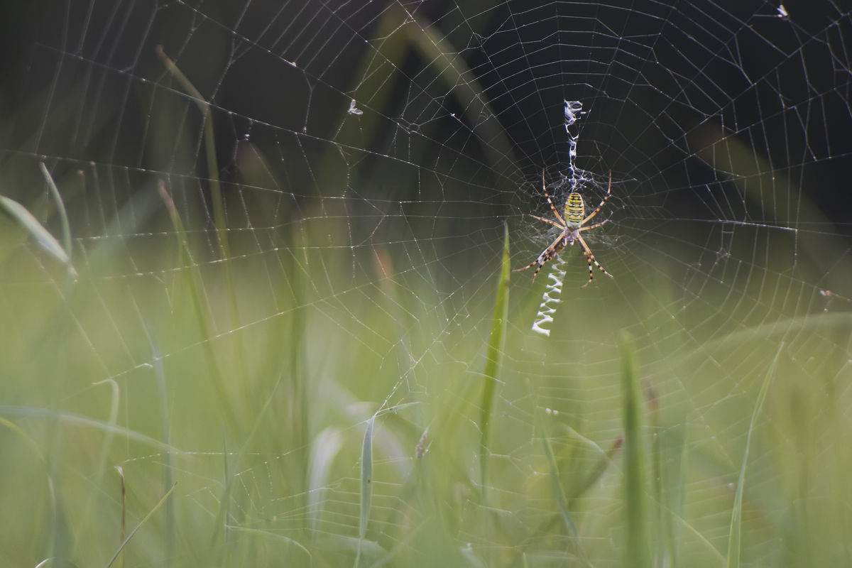 Kovács-Udvari Judit