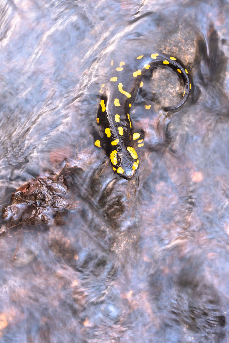 Darányiné Bakos Éva