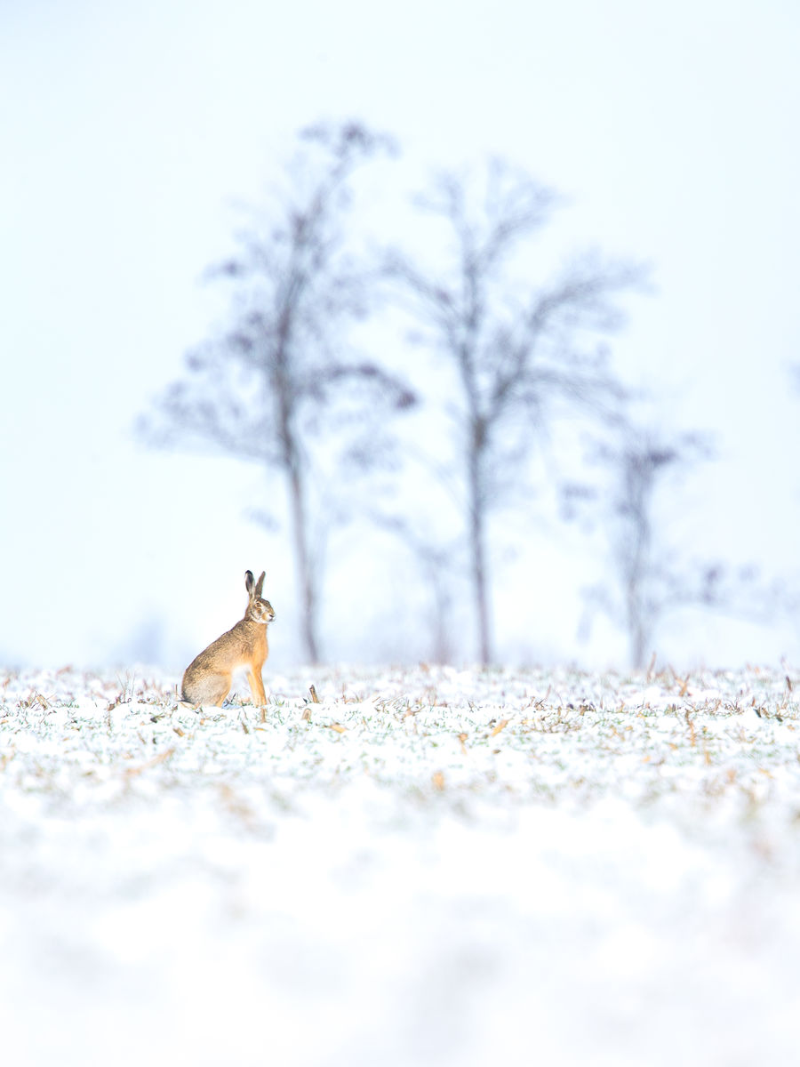 Koncz-Bisztricz Tamás