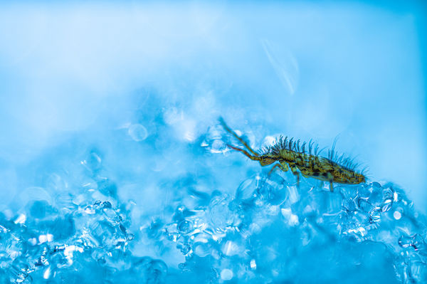 Kék és aranysárga