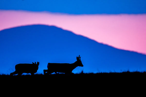 Kora hajnali őrjárat