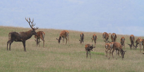 Rám sem hederítenek