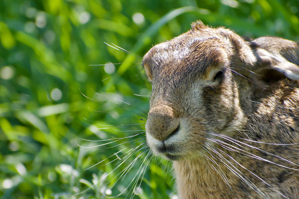 Simogató napsugarak