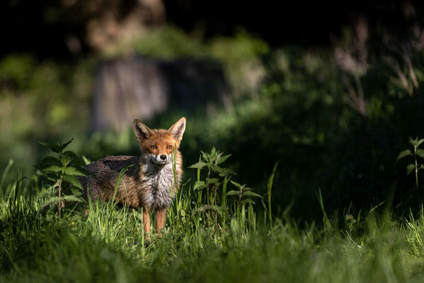 Szépséges róka mama