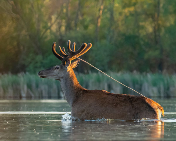 Nád a házam teteje
