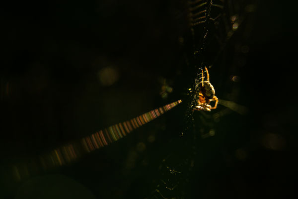 Egy húron pendülve