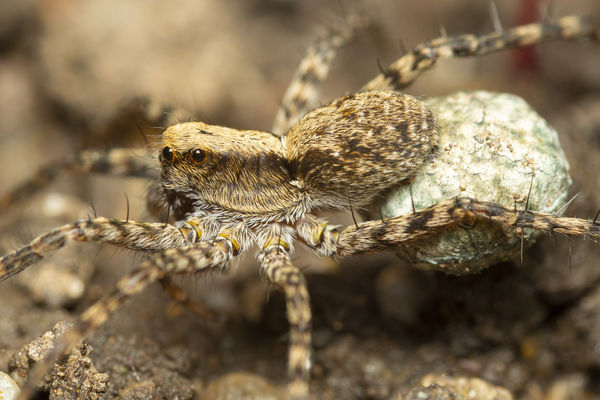 Az utódok szállítása