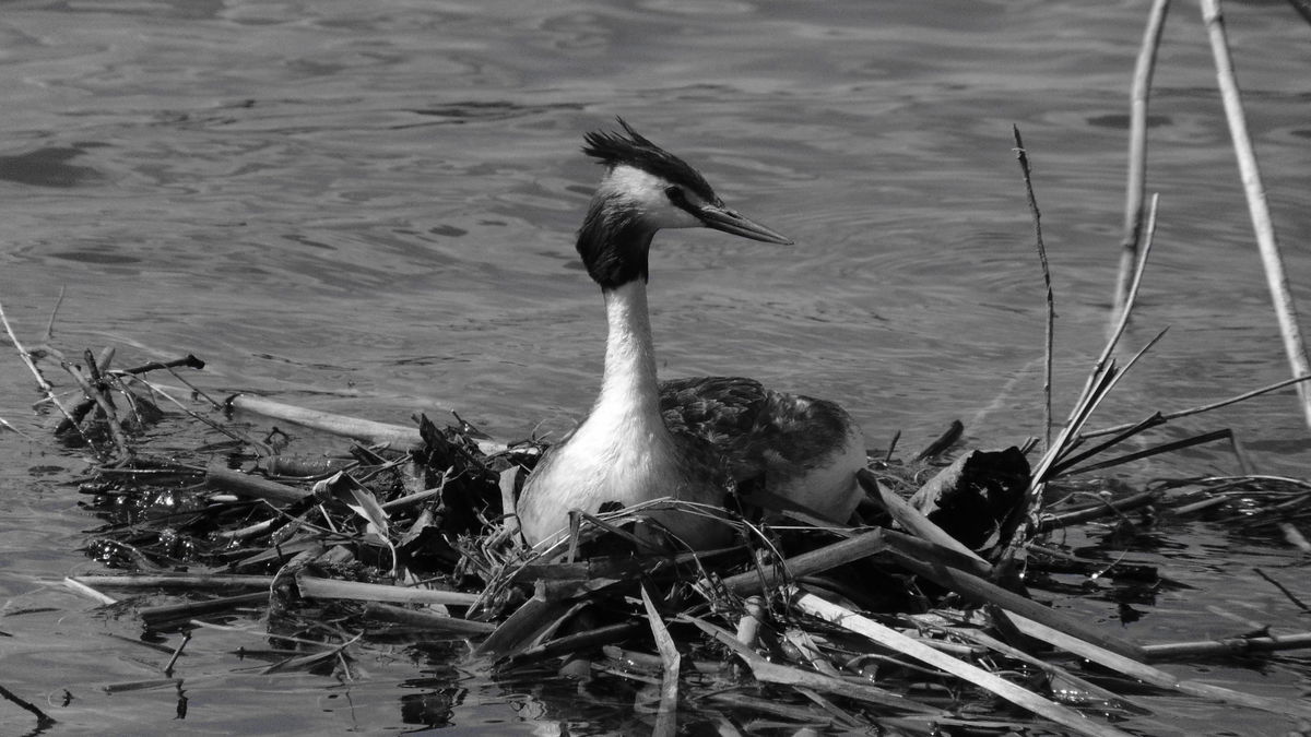 Kónya Máté Bertalan