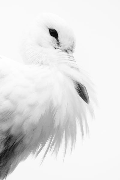 A legfehérebb gólya